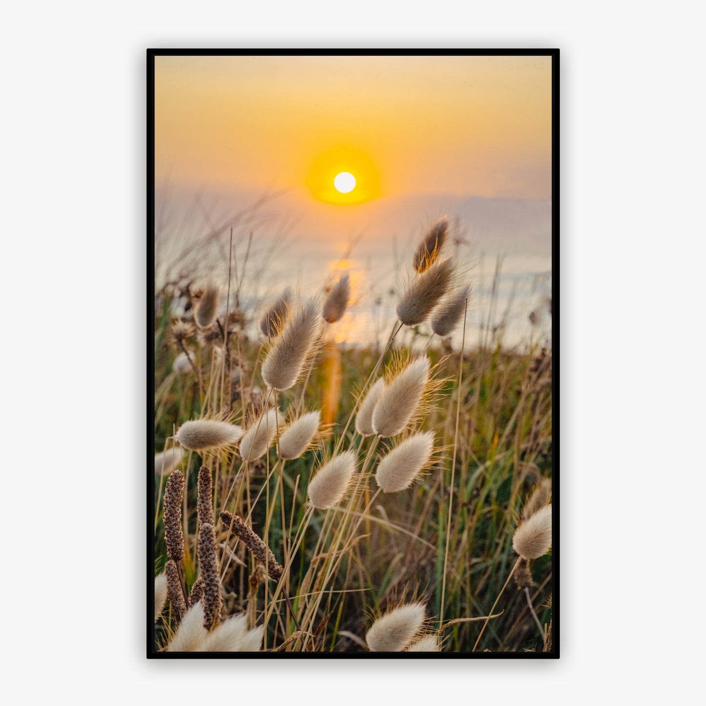 Fleurs, chatons sunset - 0256502