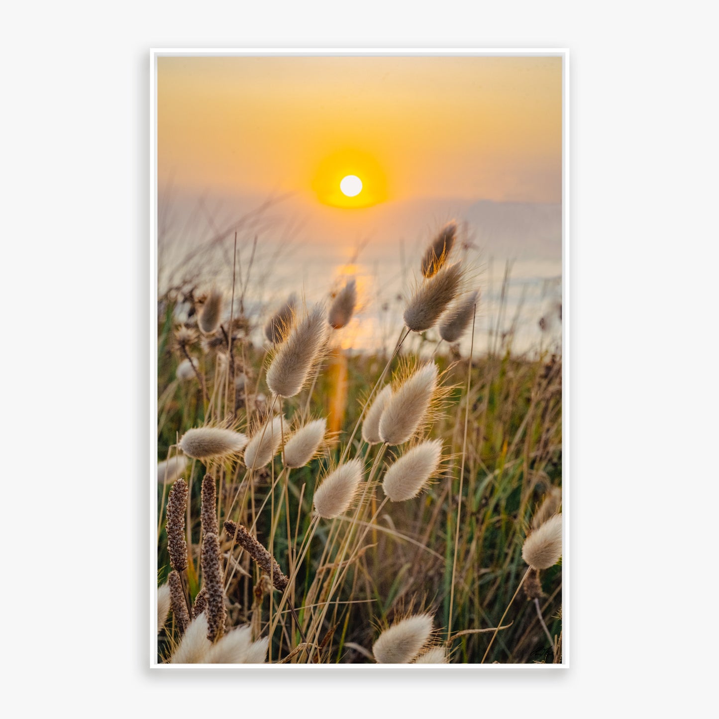 Fleurs, chatons sunset - 0256502