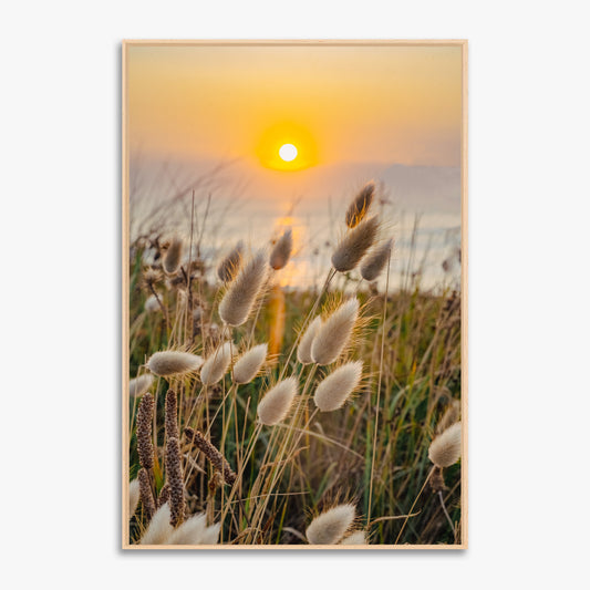 Fleurs, chatons sunset - 0256502