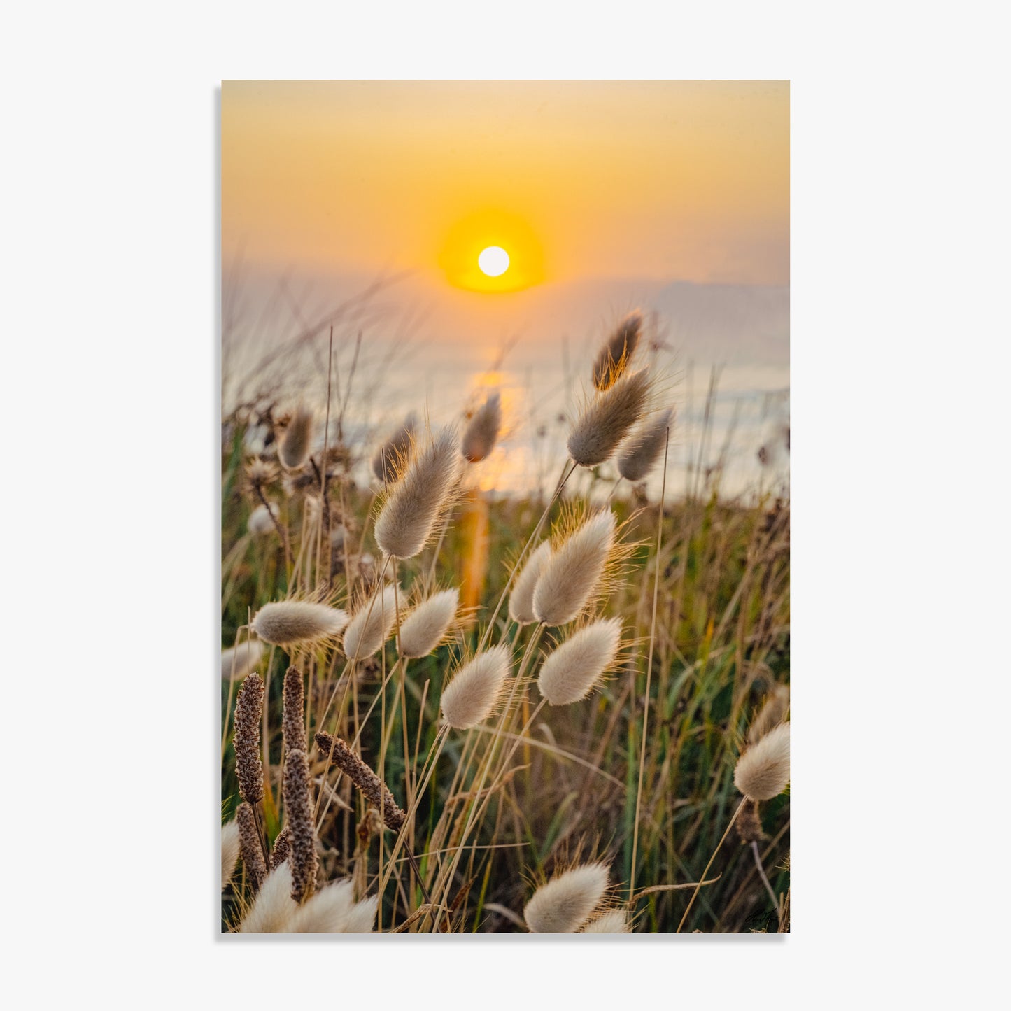 Fleurs, chatons sunset - 0256502