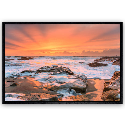 Sunset rose - 9928